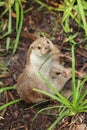 North american river otter Royalty Free Stock Photo