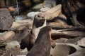 North American River Otter (Lutra canadensis) Royalty Free Stock Photo