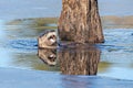 North American river otter with open mouth swimming in the water by tall driftwood Royalty Free Stock Photo