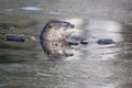 North American river otter swimming in the deep water Royalty Free Stock Photo