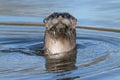 North American river otter swimming Royalty Free Stock Photo