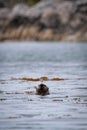 A North American river otter swimming in the ocean among sea weeds and checking out it's surroundings Royalty Free Stock Photo