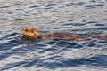 North American river otter swimming in the water Royalty Free Stock Photo