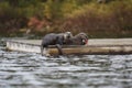 North American River Otters on a Dock Royalty Free Stock Photo