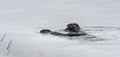 North American river otters Lontra canadensis swimming and fishing in the wild. Royalty Free Stock Photo