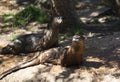 North American River Otters Royalty Free Stock Photo