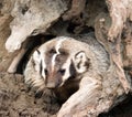 North American Short Legged Badger Emerging from Safety of Burro