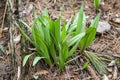 Wild Ramps - wild garlic Allium tricoccum, commonly known as ramp, ramps, spring onion, wild leek, wood leek.