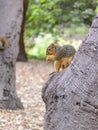 North American squirrel eating ground nuts