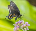 North american swallowtail butterfly, close up macro shot Royalty Free Stock Photo