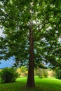 North American Sycamore Tree