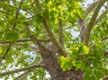 North American Sycamore Tree Royalty Free Stock Photo