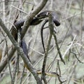 North American Water Snake climbing down bush branches Royalty Free Stock Photo