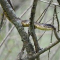 North American Water Snake eyes covered in dried duckweed Royalty Free Stock Photo