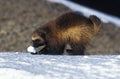 NORTH AMERICAN WOLVERINE gulo gulo luscus, ADULT PLAYING WITH SNOW BALL, CANADA