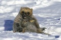 NORTH AMERICAN WOLVERINE gulo gulo luscus, ADULT SEATTING IN SNOW, CANADA