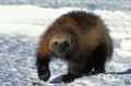 North American Wolverine, gulo gulo luscus, Adult standing on Snow, Canada