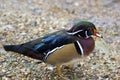 North American Wood Duck Royalty Free Stock Photo