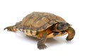 North American Wood Turtle Royalty Free Stock Photo