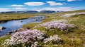 north arctic tundra flowers Royalty Free Stock Photo