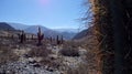 cactus on North of argentina / noa, salta, jujuy Royalty Free Stock Photo