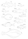 North Atlantic fish silhouettes. Vector images set.