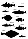 North Atlantic fish silhouettes. Vector images set.