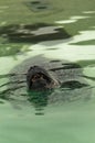 North atlantic harbor seal swimming in a water and showing teeths while yawning Royalty Free Stock Photo