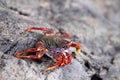 North Atlantic Ocean crab