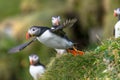 North Atlantic ocean puffins at Faroe island Mykines, late summer Royalty Free Stock Photo