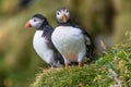 North Atlantic ocean puffins at Faroe island Mykines, late summer Royalty Free Stock Photo