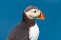 North Atlantic ocean puffins at Faroe island Mykines, late summer Royalty Free Stock Photo