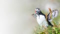 North Atlantic ocean puffins at Faroe island Mykines, late summer Royalty Free Stock Photo