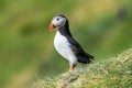 North Atlantic ocean puffins at Faroe island Mykines, late summer Royalty Free Stock Photo