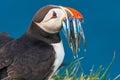 North Atlantic ocean puffins at Faroe island Mykines, late summer Royalty Free Stock Photo