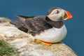 North Atlantic ocean puffins at Faroe island Mykines, late summer Royalty Free Stock Photo