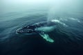 Concept Marine North Atlantic Right Whale A Call for Conservation Amidst Climate Peril