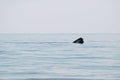 North Atlantic right whale Royalty Free Stock Photo