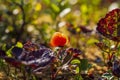 North berry cloudberry The Latin name: Rubus chamaemorus, cloudberry is mid summer berry Royalty Free Stock Photo