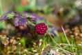 North berry cloudberry The Latin name: Rubus chamaemorus, cloudberry is mid summer berry Royalty Free Stock Photo