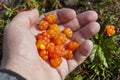 North berry cloudberry The Latin name: Rubus chamaemorus, cloudberry is mid summer berry Royalty Free Stock Photo