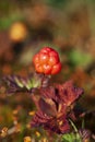 North berry cloudberry The Latin name: Rubus chamaemorus, cloudberry is mid summer berry Royalty Free Stock Photo