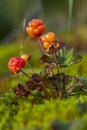 North berry cloudberry The Latin name: Rubus chamaemorus, cloudberry is mid summer berry Royalty Free Stock Photo