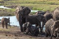 Elephants in the mud