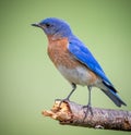 North Carolina blue bird posing in a left facing profile Royalty Free Stock Photo