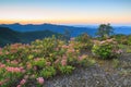 North Carolina Blue Ridge Mountain Laurel Royalty Free Stock Photo