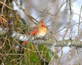 Mrs. Cardinal Royalty Free Stock Photo