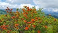 North Carolina Orange Flame Azaleas in Bloom