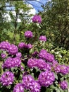 Spring Rhododendrons