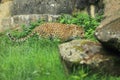 North China leopard